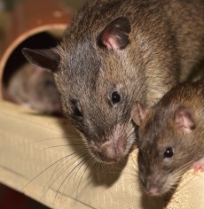 two rats