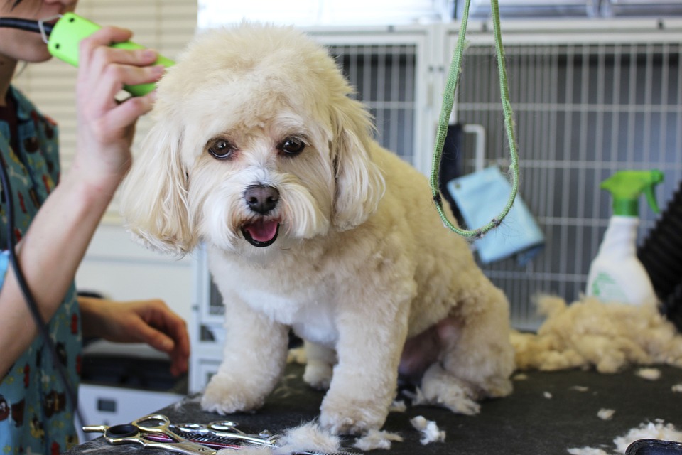 clipping the hair of a cute dog