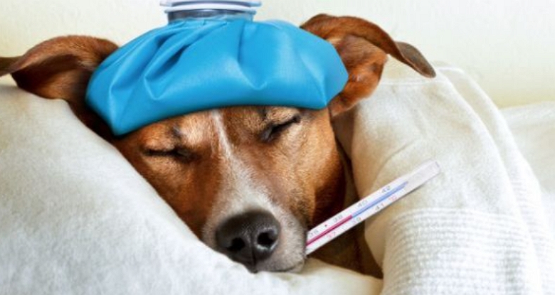 dog receiving treatment